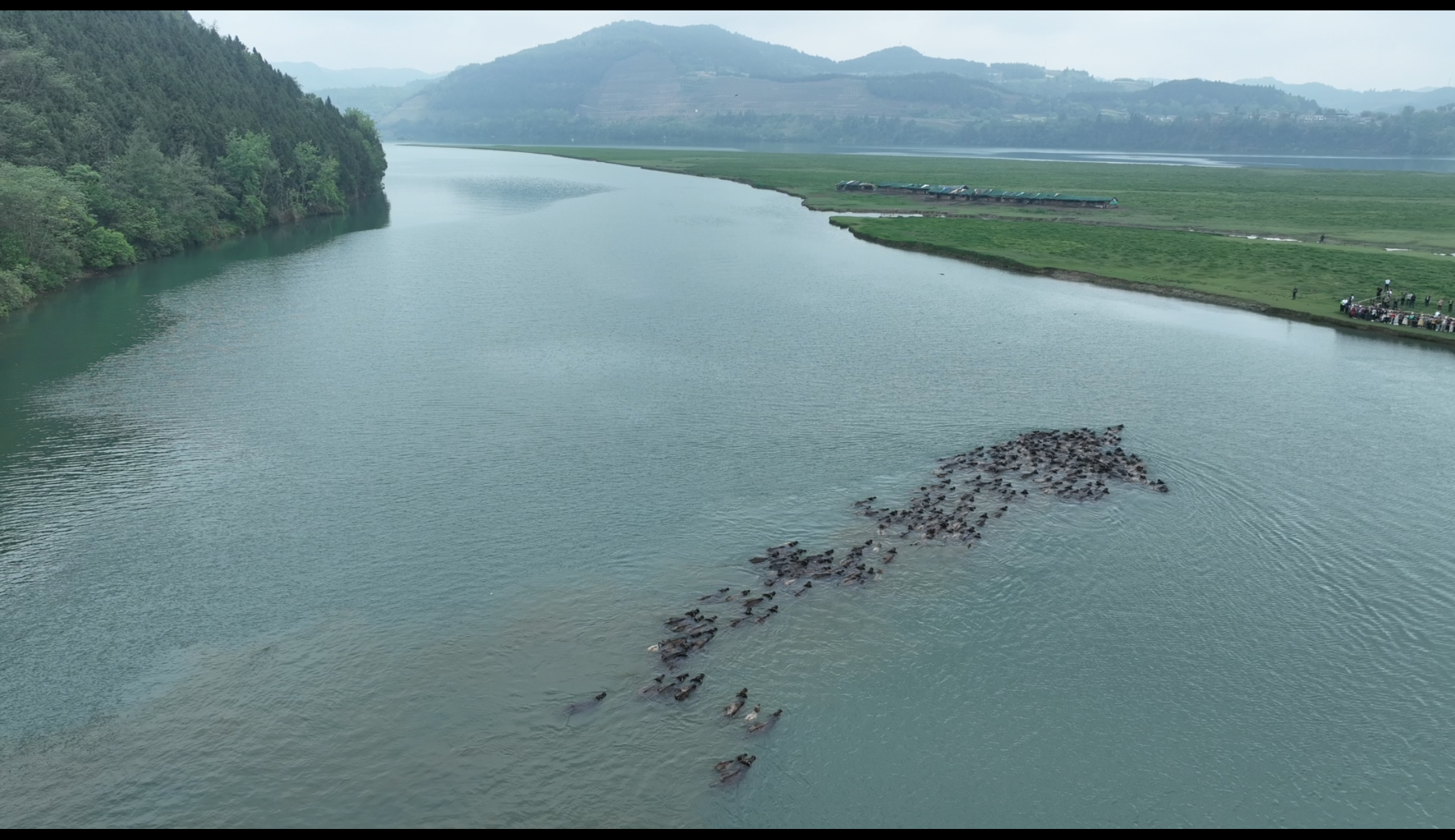 百牛踏浪 蓬安有约